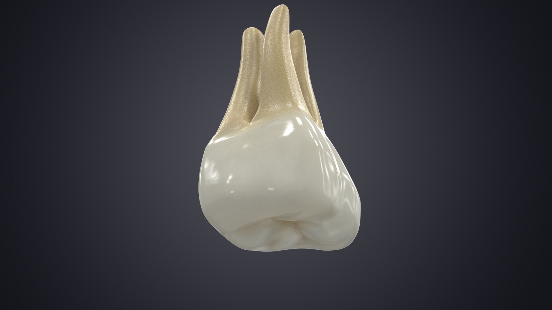 3D upper human teeth https://p.turbosquid.com/ts-thumb/KD/fJCaaP/LuGR3q49/uppersecondmolarcontextsignature/jpg/1599492442/1920x1080/fit_q87/667972951c6525631d736ca63d961eed930a26e2/uppersecondmolarcontextsignature.jpg