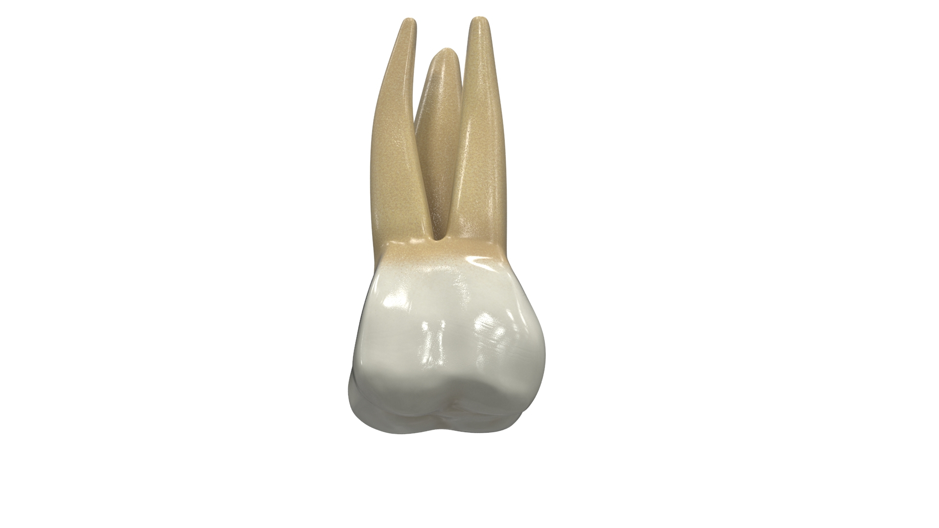 3D upper human teeth https://p.turbosquid.com/ts-thumb/KD/fJCaaP/MnfWu5P2/upperfirstmolar_turn_color/jpg/1599491970/1920x1080/turn_fit_q99/991820c8905fcc5714ee26cb350e7a1fbaf02307/upperfirstmolar_turn_color-1.jpg