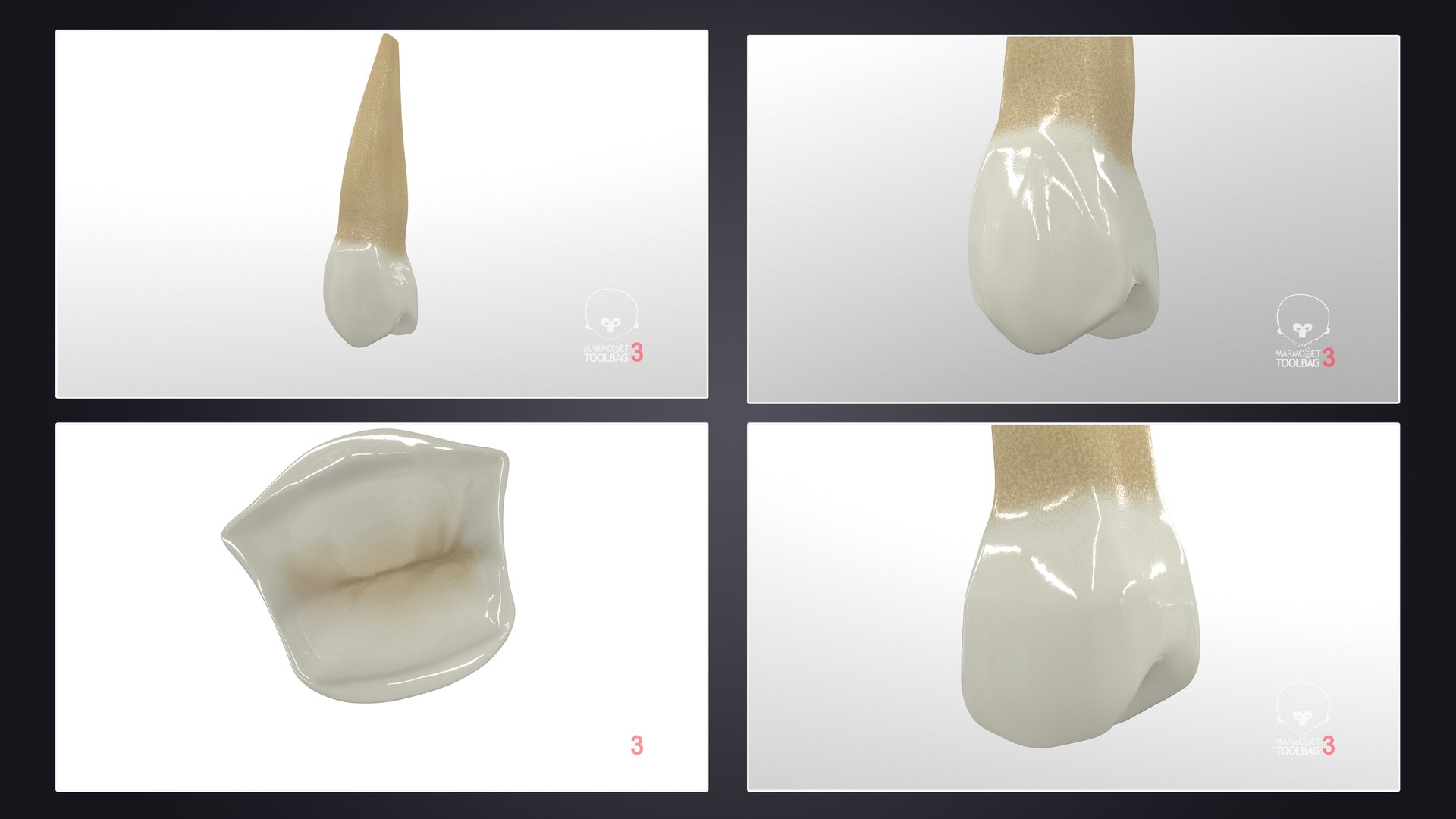 3D upper human teeth https://p.turbosquid.com/ts-thumb/KD/fJCaaP/MtSwqvhO/uppersecondpremolar_pbr/jpg/1599490818/1920x1080/fit_q87/06b7e9d6df56185693599ba9a4701bb4af51c947/uppersecondpremolar_pbr.jpg