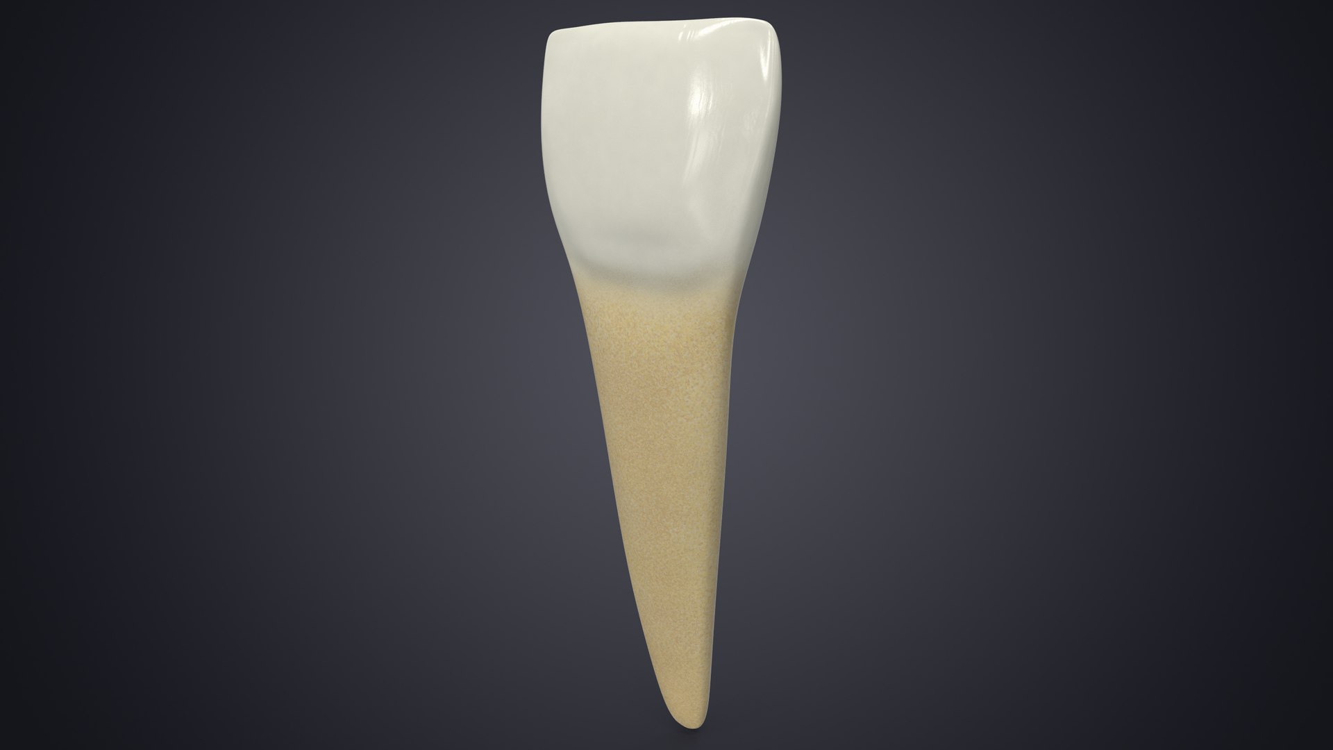 3D upper human teeth https://p.turbosquid.com/ts-thumb/KD/fJCaaP/NVo7AxLk/lowercentralincisorcontextsignature/jpg/1599493071/1920x1080/fit_q87/77577017681afaa547cd0bac44e756cad5d74f03/lowercentralincisorcontextsignature.jpg