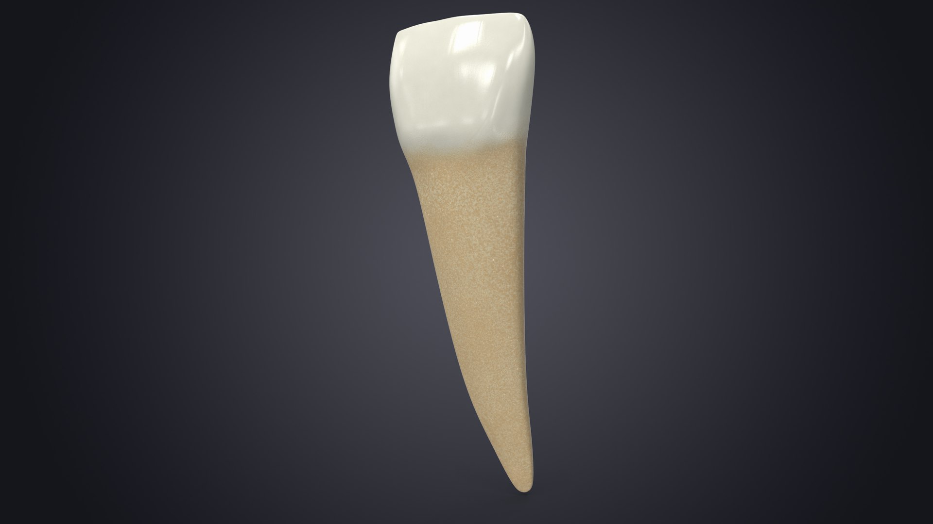 3D upper human teeth https://p.turbosquid.com/ts-thumb/KD/fJCaaP/QZoSeHTT/lowerlateralincisorcontextsignature/jpg/1599493315/1920x1080/fit_q87/1786222af27aaa03339e2d335325bd0db643012e/lowerlateralincisorcontextsignature.jpg