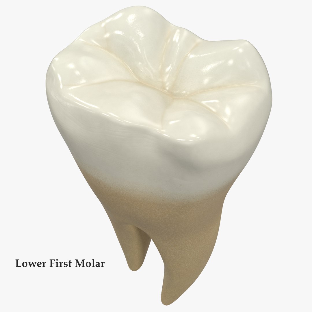 3D upper human teeth https://p.turbosquid.com/ts-thumb/KD/fJCaaP/Qyd95T9Y/lowerfirstmolarsignature/jpg/1599494792/1920x1080/fit_q87/b35d36d897161c8ee07e23eaeaafac14c81009cc/lowerfirstmolarsignature.jpg