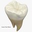 Collezione di denti umani realistici