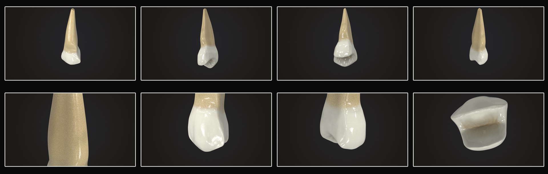 3D upper human teeth https://p.turbosquid.com/ts-thumb/KD/fJCaaP/Rb1gPC7m/uppersecondpremolar_pres_color/jpg/1599490810/1920x1080/fit_q87/117244447419c81d8633c512e4eec937ae617b48/uppersecondpremolar_pres_color.jpg