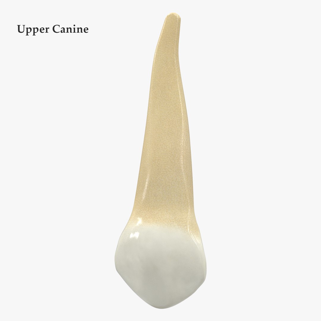 3D upper human teeth https://p.turbosquid.com/ts-thumb/KD/fJCaaP/T6NNuoXQ/uppercaninesignature/jpg/1599490432/1920x1080/fit_q87/18218d9890357b9a6e5f752bbeae0c9ee40d29cc/uppercaninesignature.jpg