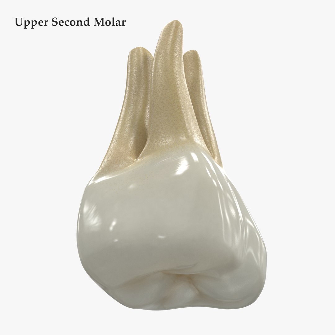 3D upper human teeth https://p.turbosquid.com/ts-thumb/KD/fJCaaP/UEYO8q8v/uppersecondmolarsignature/jpg/1599492369/1920x1080/fit_q87/a05ca0b3117e1827140ed441689a917233d914d8/uppersecondmolarsignature.jpg
