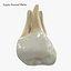 Collezione di denti umani realistici