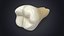 Collezione di denti umani realistici