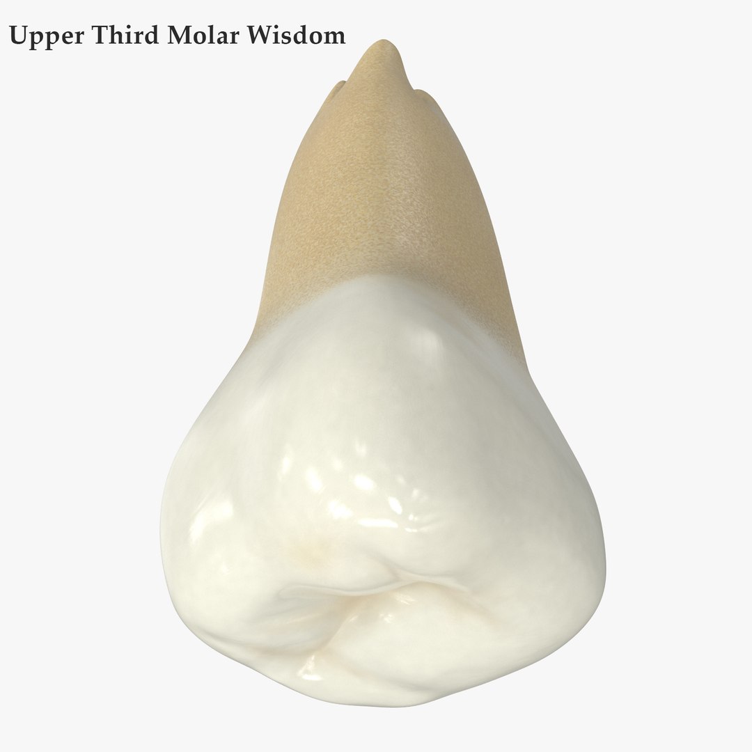 3D upper human teeth https://p.turbosquid.com/ts-thumb/KD/fJCaaP/Zo8DrQx8/upperthirdmolarwisdomsignature/jpg/1599492773/1920x1080/fit_q87/62c25b29affef63bd19442f260fb02dbee870c44/upperthirdmolarwisdomsignature.jpg