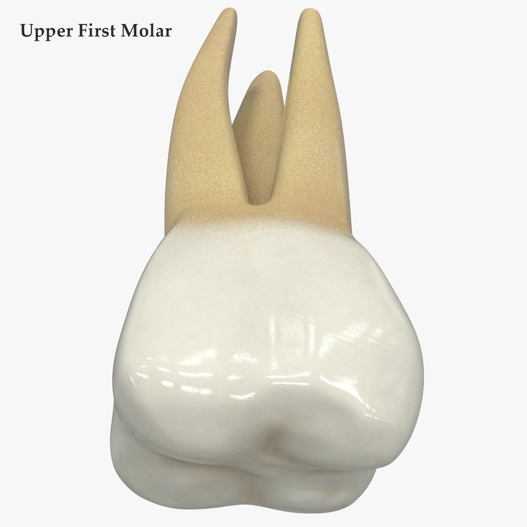 3D upper human teeth https://p.turbosquid.com/ts-thumb/KD/fJCaaP/gHq8vU4T/upperfirstmolarsignature/jpg/1599491970/1920x1080/fit_q87/d7d81f9c21e160565032119c738bfad6a18c5868/upperfirstmolarsignature.jpg