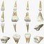 Collezione di denti umani realistici