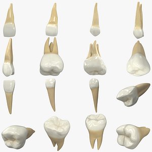 Realistic Human Teeth Collection