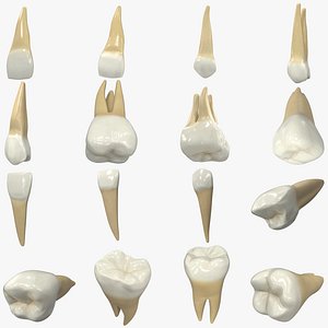 Realistic Human Teeth Collection