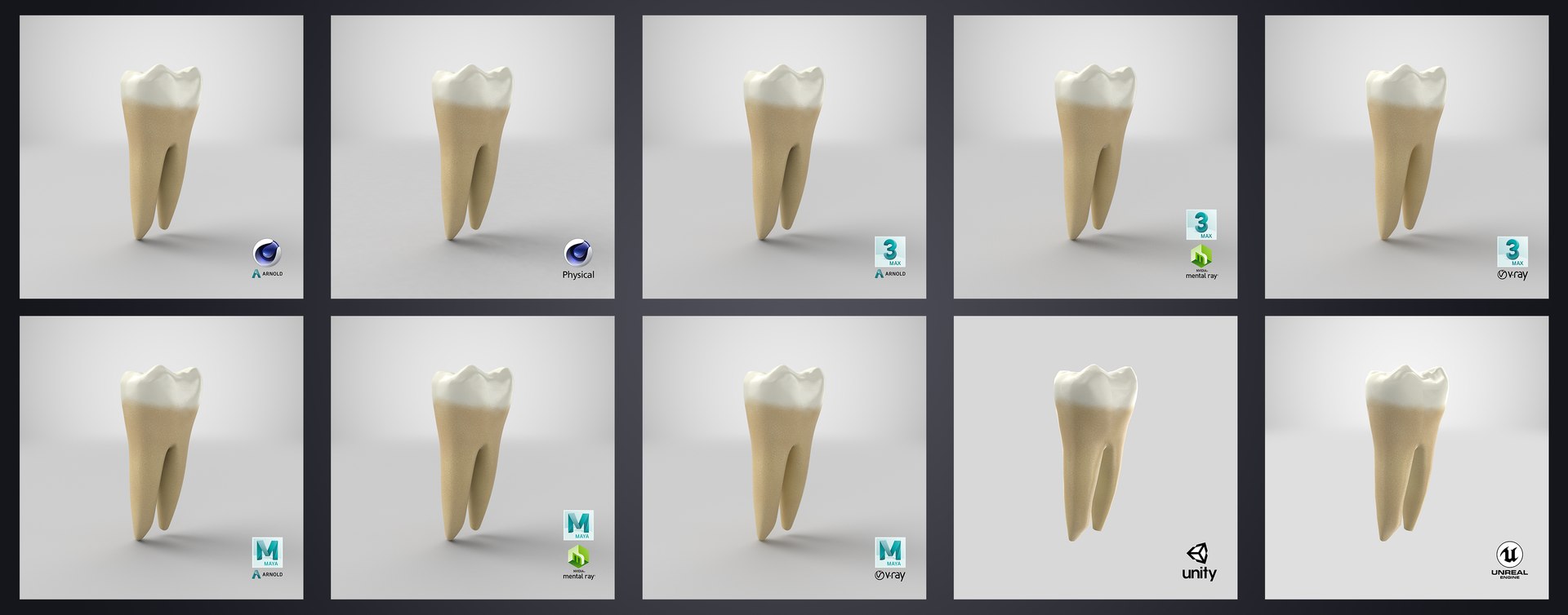 3D upper human teeth https://p.turbosquid.com/ts-thumb/KD/fJCaaP/i5tzzMtq/lowerfirstmolar_stem/jpg/1599494774/1920x1080/fit_q87/521ae72fbc1f171f9726c1db07558ef88913b955/lowerfirstmolar_stem.jpg