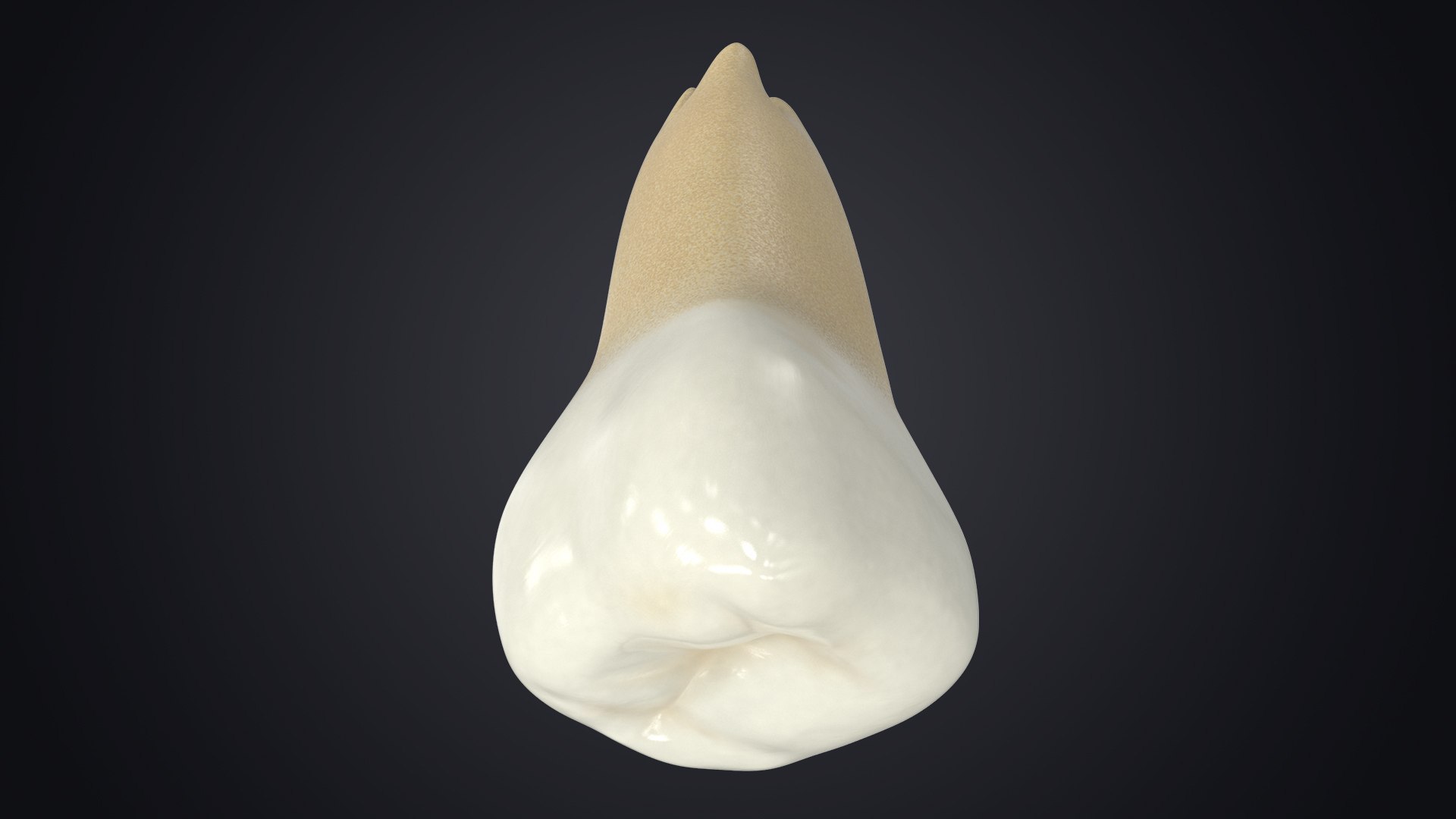 3D upper human teeth https://p.turbosquid.com/ts-thumb/KD/fJCaaP/jatkGqW7/upperthirdmolarwisdomcontextsignature/jpg/1599492705/1920x1080/fit_q87/ed852ed19bad64dcf3ee4aab98f91b209b4b277f/upperthirdmolarwisdomcontextsignature.jpg