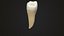 Collezione di denti umani realistici