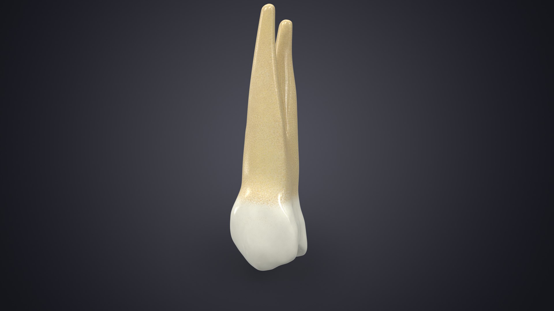 3D upper human teeth https://p.turbosquid.com/ts-thumb/KD/fJCaaP/n6c5pwjL/upperfirstpremolarcontextsignature/jpg/1599490684/1920x1080/fit_q87/2003a26788afb4d61db04f1a9cdf1497b19ce6d3/upperfirstpremolarcontextsignature.jpg