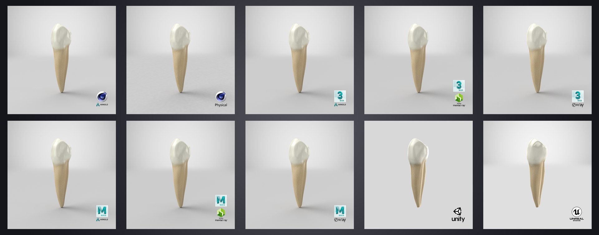 3D upper human teeth https://p.turbosquid.com/ts-thumb/KD/fJCaaP/o8WGXvl1/lowerfirstpremolar_stem/jpg/1599494069/1920x1080/fit_q87/30542c8585ac87b9f0d6f305e531c01aab9311fa/lowerfirstpremolar_stem.jpg
