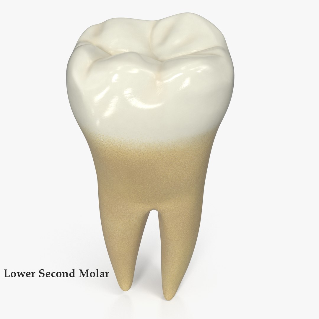 3D upper human teeth https://p.turbosquid.com/ts-thumb/KD/fJCaaP/oyrq7cod/lowersecondmolarsignature/jpg/1599495579/1920x1080/fit_q87/60cd85af3e852682100b9e8a2ba9723997c94f0d/lowersecondmolarsignature.jpg
