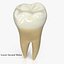 Collezione di denti umani realistici