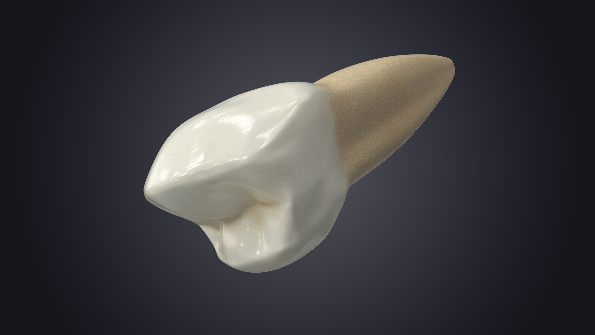 3D upper human teeth https://p.turbosquid.com/ts-thumb/KD/fJCaaP/sZM34ITh/lowerfirstpremolarcontextsignature/jpg/1599494066/1920x1080/fit_q87/9681de8bf5f8764a93ff35aa8da2a864521bce6e/lowerfirstpremolarcontextsignature.jpg