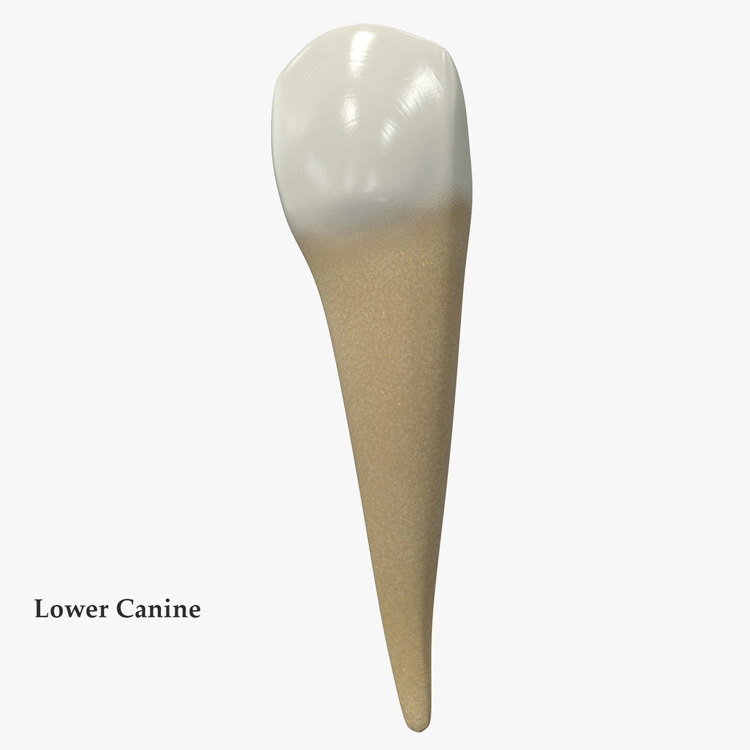 3D upper human teeth https://p.turbosquid.com/ts-thumb/KD/fJCaaP/sez6qtMa/lowercaninesignature/jpg/1599493823/1920x1080/fit_q87/48ef858bffa086af3d6cf1b4d14a298b07d21187/lowercaninesignature.jpg