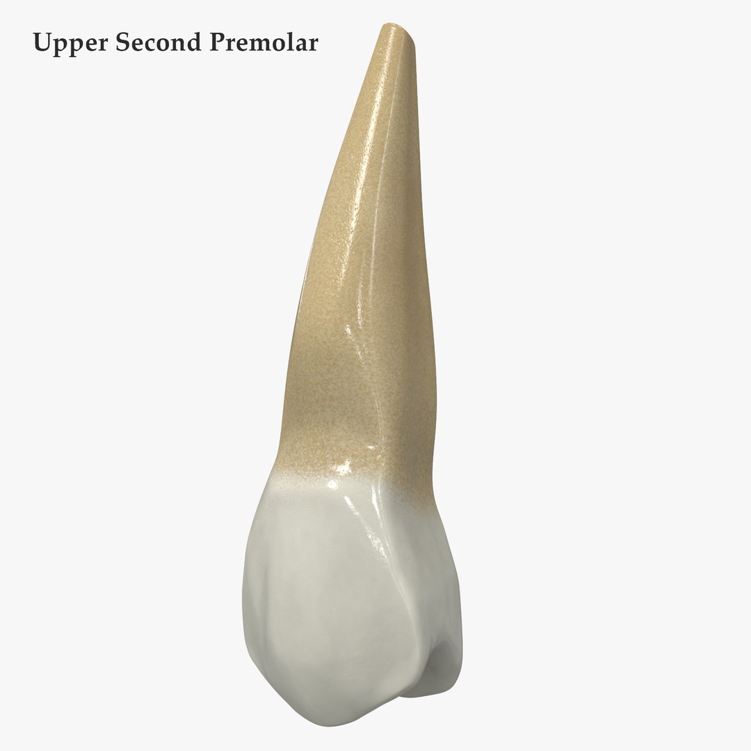 3D upper human teeth https://p.turbosquid.com/ts-thumb/KD/fJCaaP/tKz3xfD1/uppersecondpremolarsignature/jpg/1599490837/1920x1080/fit_q87/8daa4fd9cb7fd797717969c96f01a5fe4edd9ecc/uppersecondpremolarsignature.jpg