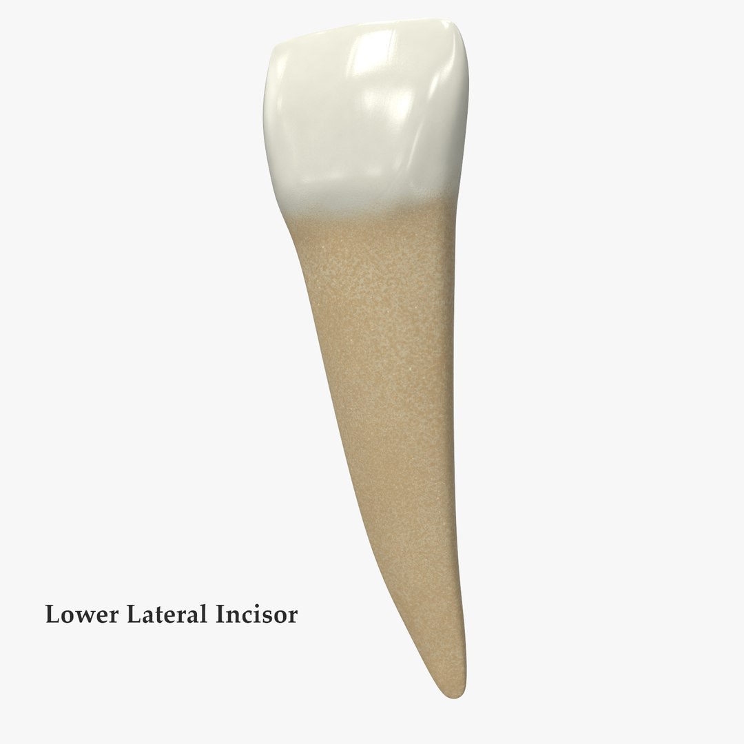 3D upper human teeth https://p.turbosquid.com/ts-thumb/KD/fJCaaP/vOz8OqXf/lowerlateralincisorsignature/jpg/1599493318/1920x1080/fit_q87/c5dc34feba8c73a78ef753f0f966e1affa46f2b6/lowerlateralincisorsignature.jpg