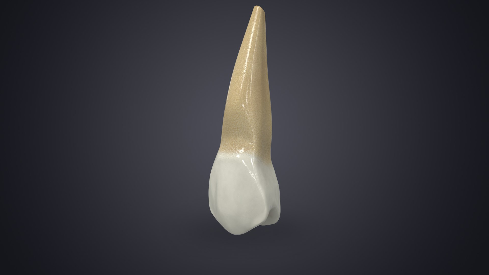 3D upper human teeth https://p.turbosquid.com/ts-thumb/KD/fJCaaP/xS4ARgVd/uppersecondpremolarcontextsignature/jpg/1599490835/1920x1080/fit_q87/0f50d6937ea3f60bc02b0f96c7ee65ba4aa6e1da/uppersecondpremolarcontextsignature.jpg