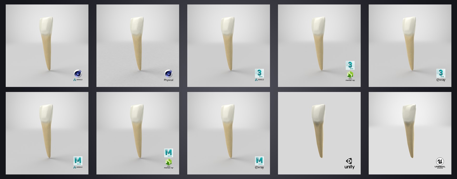 3D upper human teeth https://p.turbosquid.com/ts-thumb/KD/fJCaaP/xxYGyGRy/lowercentralincisor_stem/jpg/1599493059/1920x1080/fit_q87/da0f646e9e845e09cc76d0cfde902012f437afbc/lowercentralincisor_stem.jpg