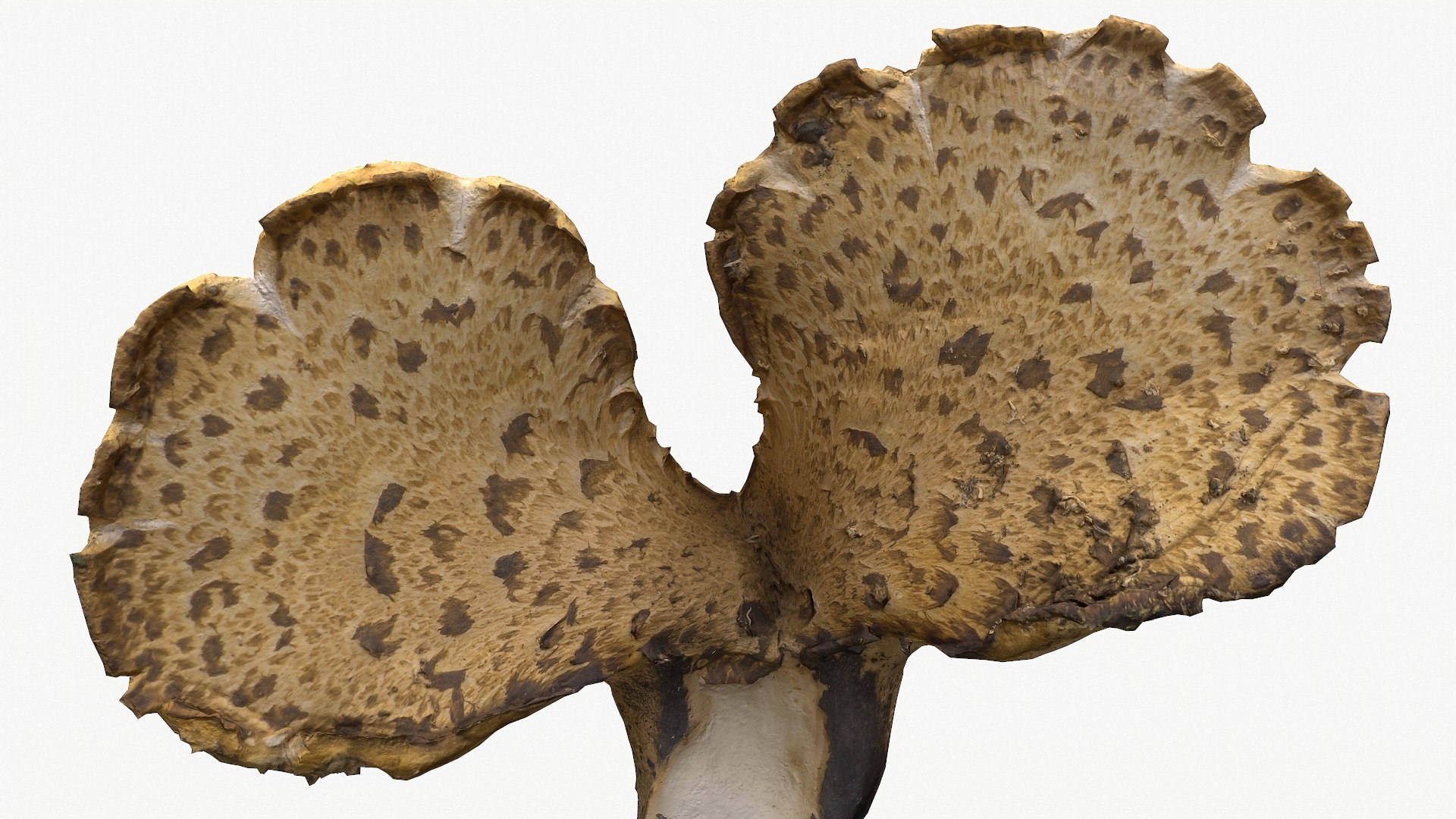 Mushroom Polypore 3D Model - TurboSquid 1166902