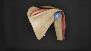 Human Anatomy-Upper Limb Shoulder