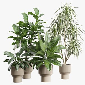 Indoor Plants Pack 113 3D model