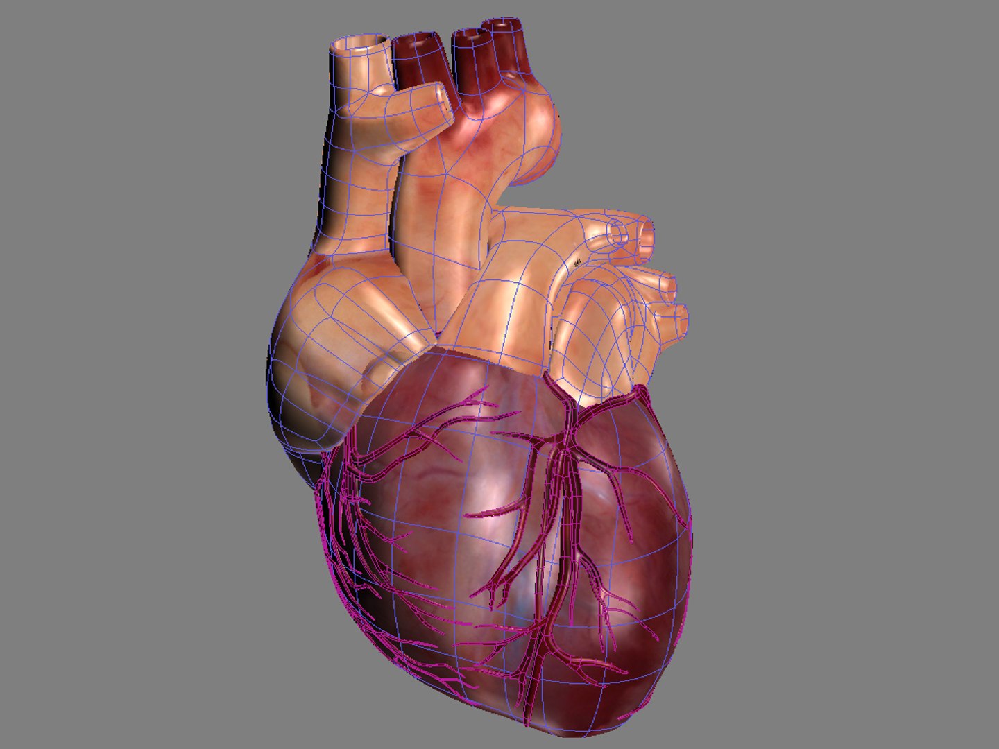 Max Human Heart