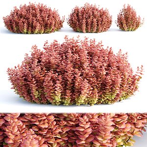 3D Ottawa barberry bushes collection vol 122 model