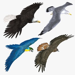 Birds Collection
