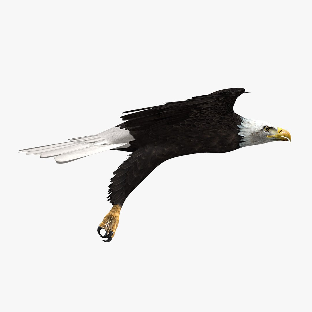 birds american bald 3d obj https://p.turbosquid.com/ts-thumb/KE/Bazgt5/60qQ1Obi/hd4/jpg/1303052637/1920x1080/fit_q87/5a502e369a1bba1b80e7c2e400c82cbabf31b8da/hd4.jpg