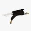 birds american bald 3d obj