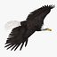 birds american bald 3d obj