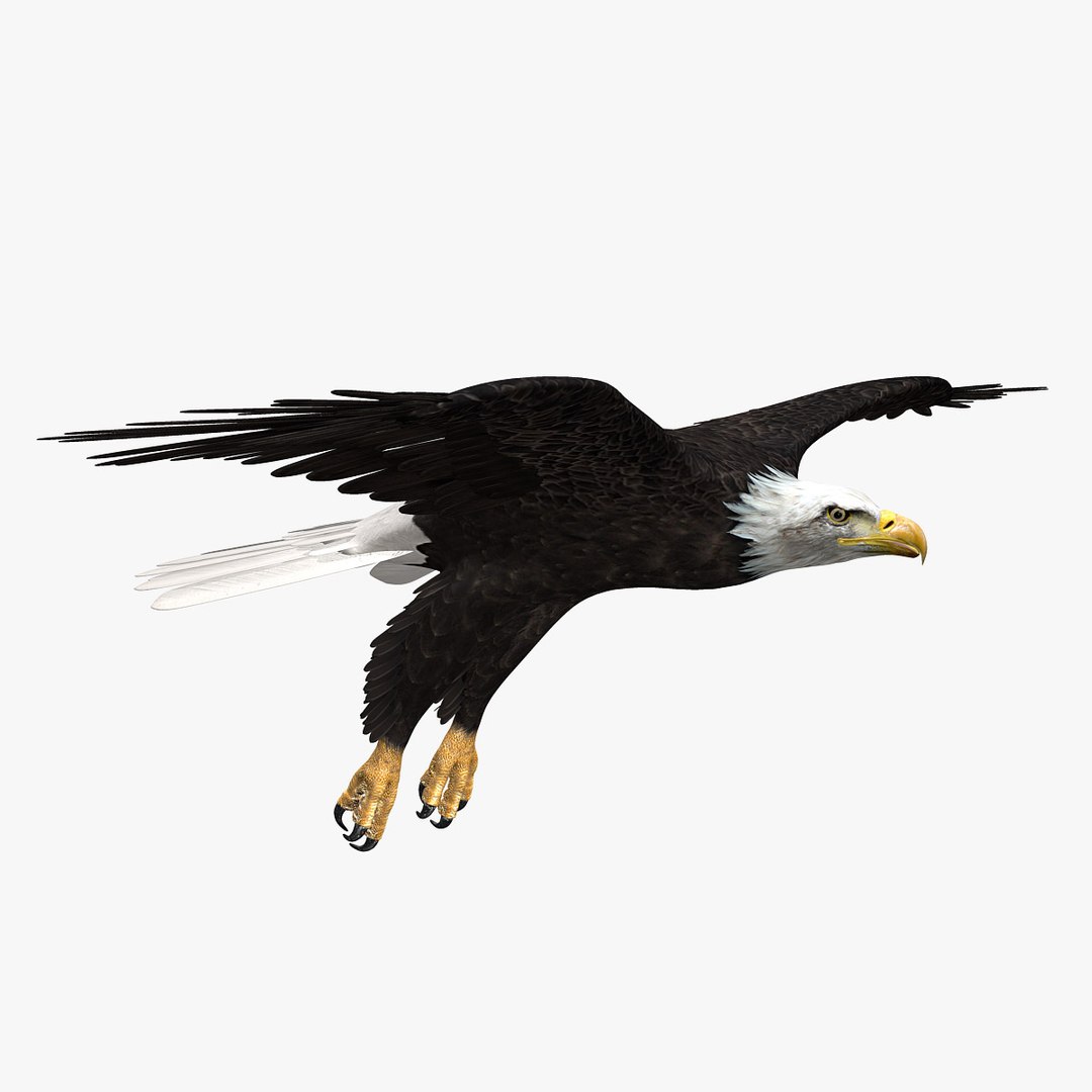 birds american bald 3d obj https://p.turbosquid.com/ts-thumb/KE/Bazgt5/E1qWILB2/hd2/jpg/1303052637/1920x1080/fit_q87/e9850449ce8d9b5f136f7aff68ea7f95e80f7abe/hd2.jpg
