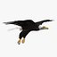 birds american bald 3d obj