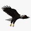 birds american bald 3d obj