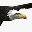 birds american bald 3d obj