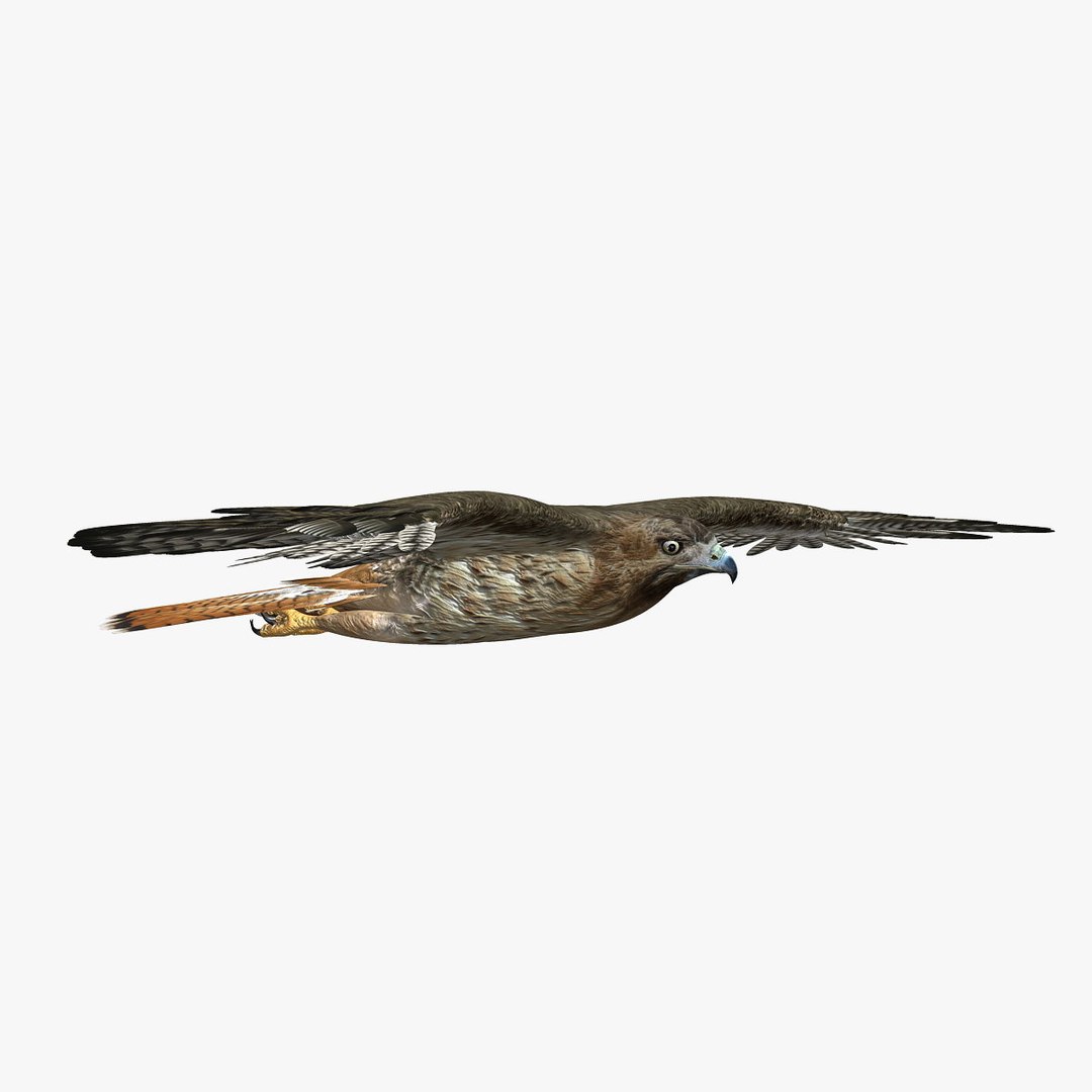 birds american bald 3d obj https://p.turbosquid.com/ts-thumb/KE/Bazgt5/R1XEhZgs/hd3/jpg/1303052937/1920x1080/fit_q87/987697d2eb1ea5cb5d30a0139292c2d3e08f3663/hd3.jpg