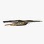 birds american bald 3d obj