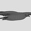 birds american bald 3d obj