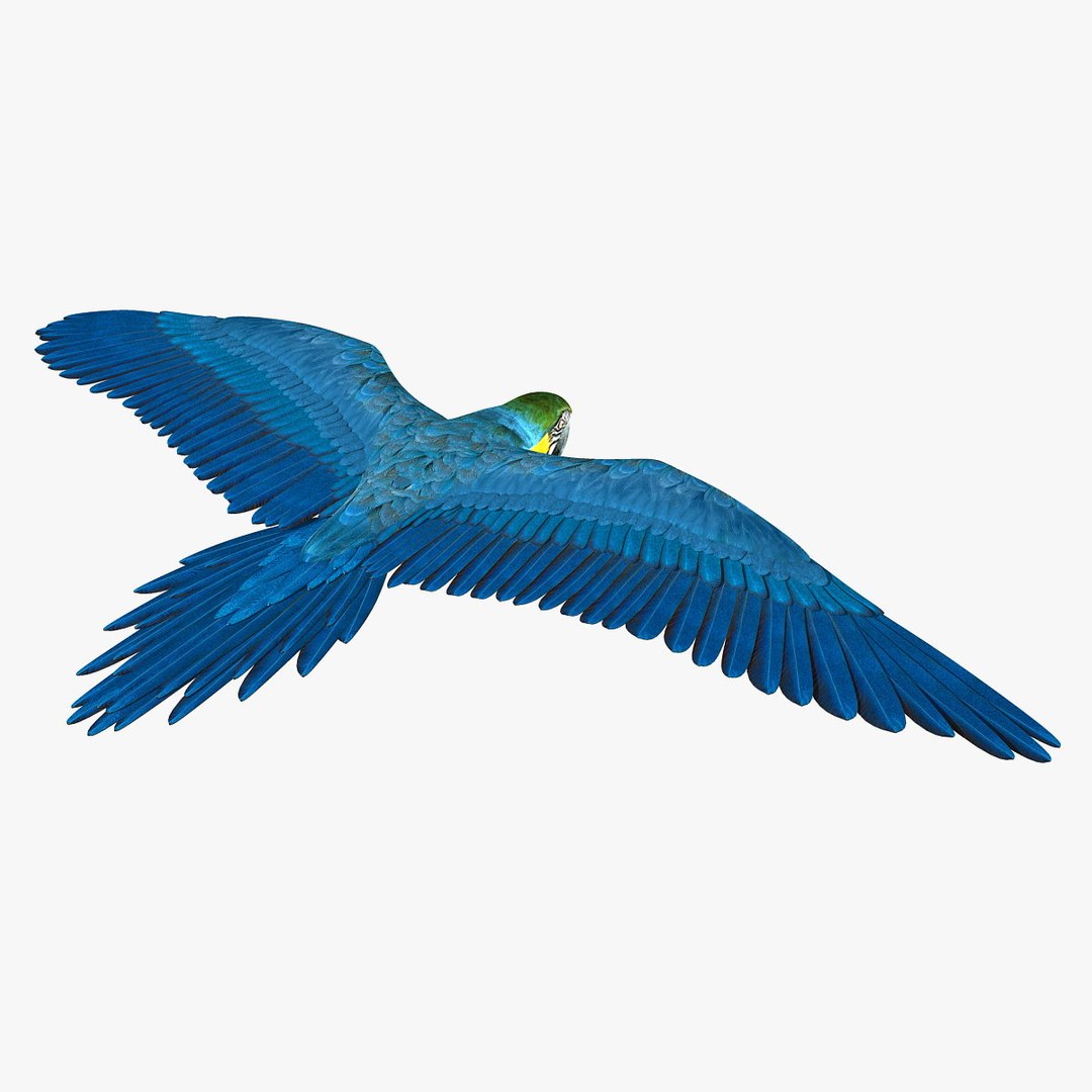 birds american bald 3d obj https://p.turbosquid.com/ts-thumb/KE/Bazgt5/ZveMP90Q/hd4/jpg/1303052831/1920x1080/fit_q87/40cadbe6d9d62756cee24e500a5d6a8834e9eda3/hd4.jpg