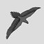 birds american bald 3d obj