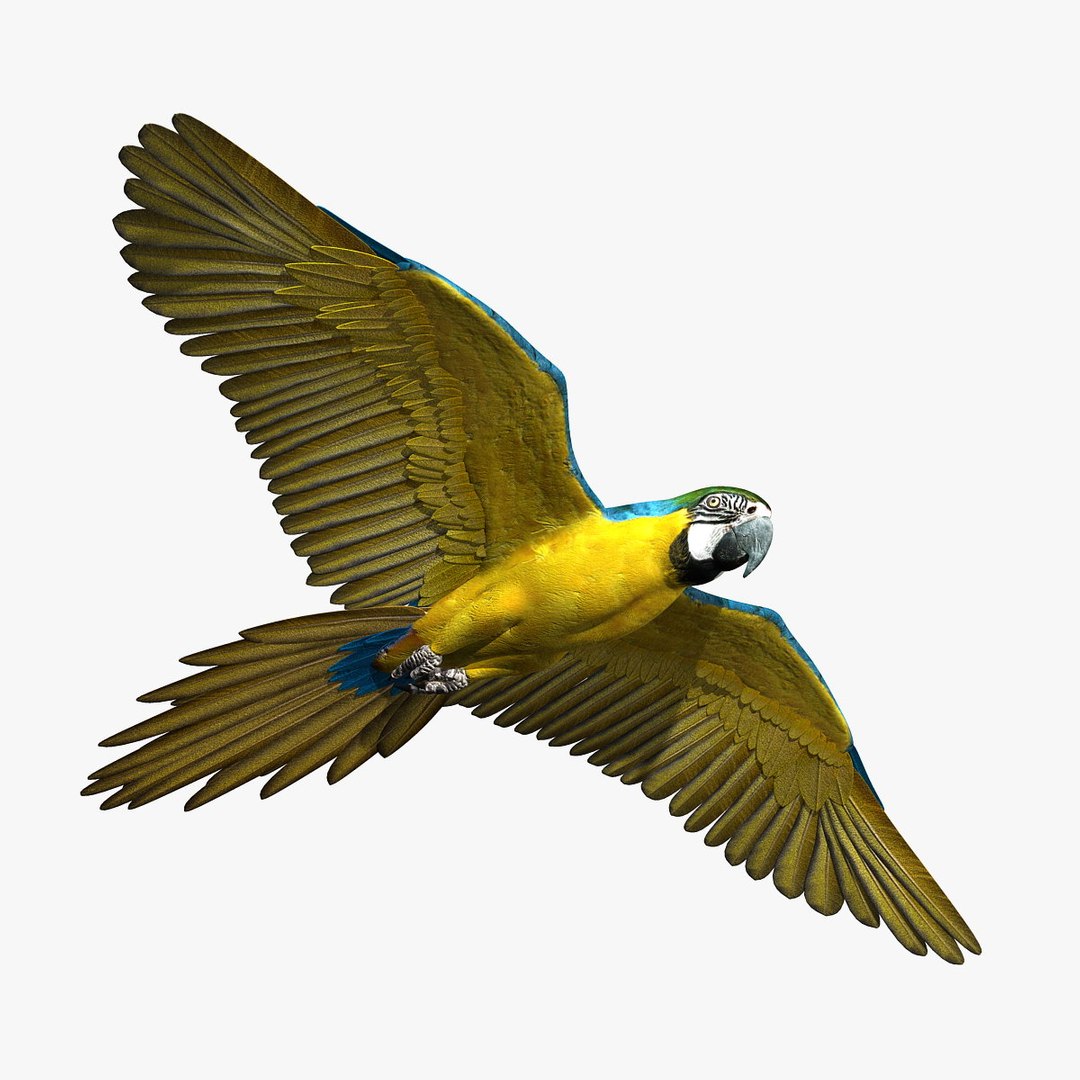 birds american bald 3d obj https://p.turbosquid.com/ts-thumb/KE/Bazgt5/z8kMkkWo/hd1/jpg/1303052831/1920x1080/fit_q87/d2f0bc6423c9e9adcac8fba9165e0f73f629773c/hd1.jpg