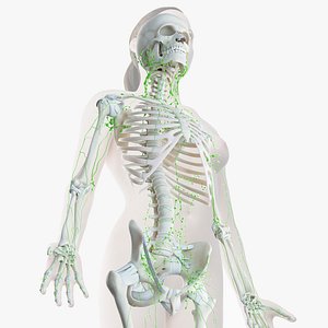 female skin skeleton lymphatic 3D